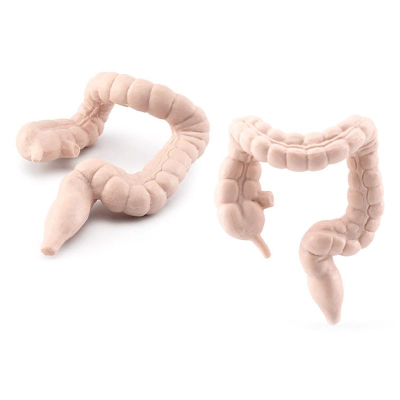 Modelli di Organi del Corpo Umano 3D 8 Pezzi Ausili Didattici per Bambini Scuola di Medicina Busto Umano Classe Educativa Materiale Didattico