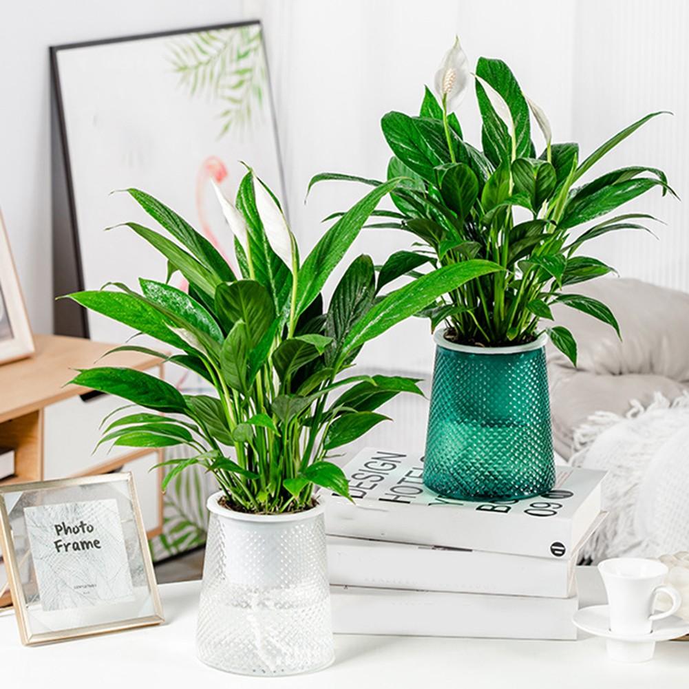 Automatic Self Watering Self Watering Feature Specifications