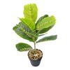Desktop Rubber Tree & Aspidistra Potted Plant - Bionic Green Landscape Ornament