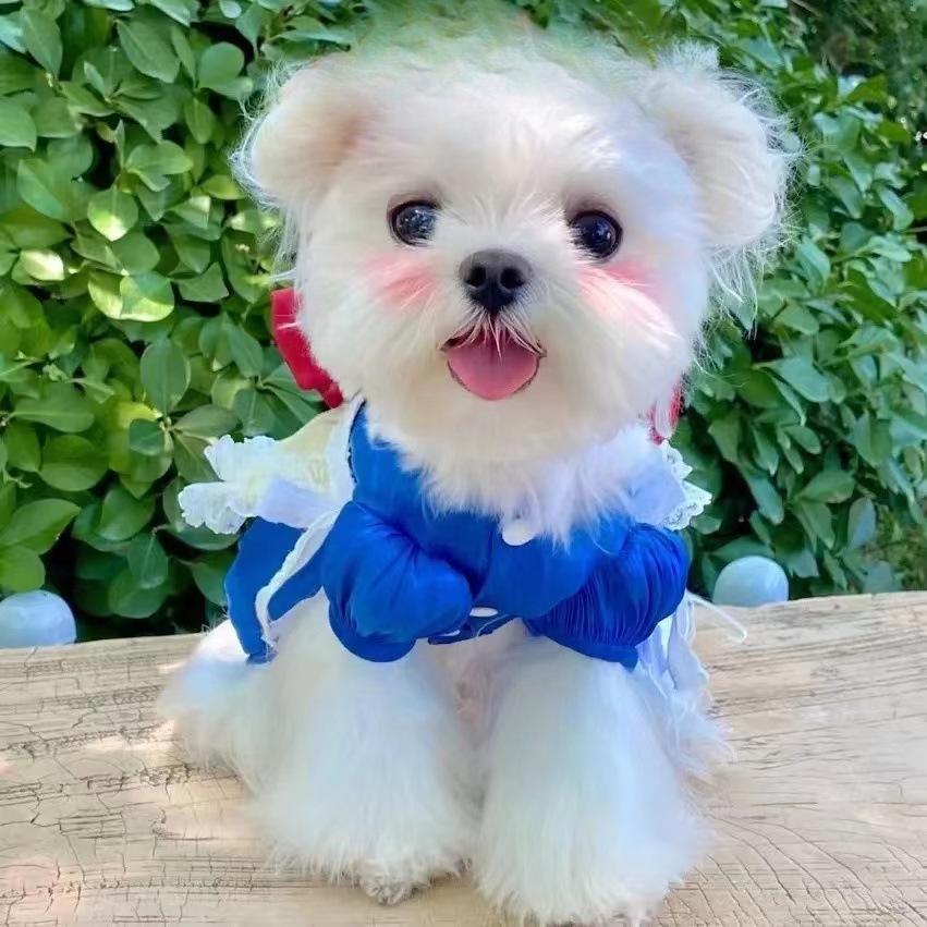 Pet Big Bow Dress Dog Cat Clothes Pet Princess Dress Teddy Bear Small Dog Spring and Summer Puppy Clothes for Small Dogs