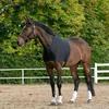 Horse Shoulder Guard High Elastic Spandex Fabric Horse Chest Saver Protector Horse Vest Horse Protective Vest