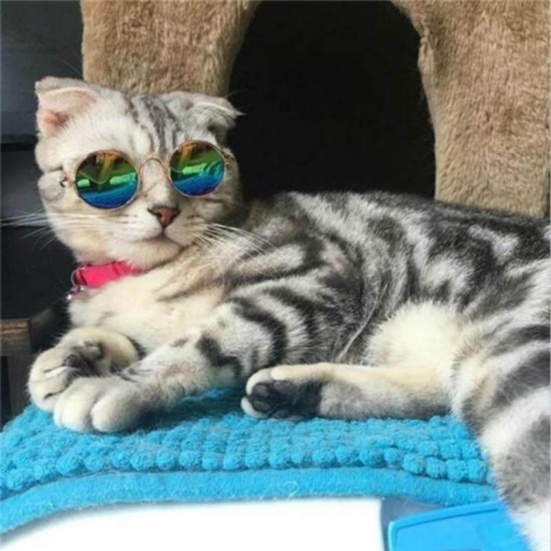 Pet Glasses Cat Sunglasses Dog Teddy Personality Funny Headdress
