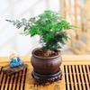 Asparagus Fern Hydroponic Bonsai for Indoor Decoration