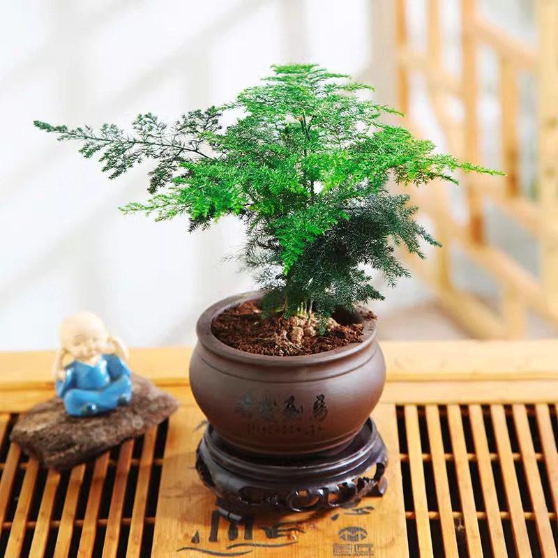 Asparagus Fern Hydroponic Bonsai for Indoor Decoration
