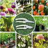 2Pcs Garden Shears - Straight & Bypass Pruning Scissors with White Handles, Non-Slip Grip & Durable Construction for Flowers, Plants, Bonsai, Fruits