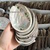 Abalone Shell Sage Incense Burner - Natural Pearl Decorative Piece for Home