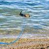 YYKSYDPT Waterproof PVC Dog Recall Long Dog Suitable for and Swimming for Medium and Large Dogs Leash, 3M/5M/10M/15M Leash, Training, Tracking, Beach,