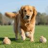 Bissfester Hunde-Elastikball Geldbeutelform Haustier Interaktiver Ball Interaktives Spiel