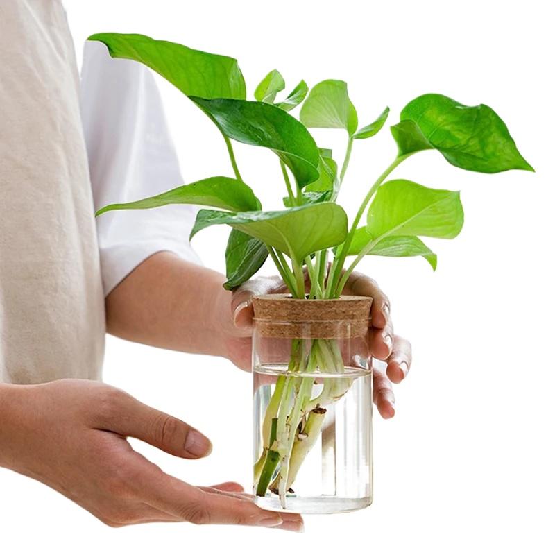 1PC Round Flower Vase Hydroponic Container Desktop Planter Decor Glass Bottle With Wooden Stopper For Green Plant Breeding