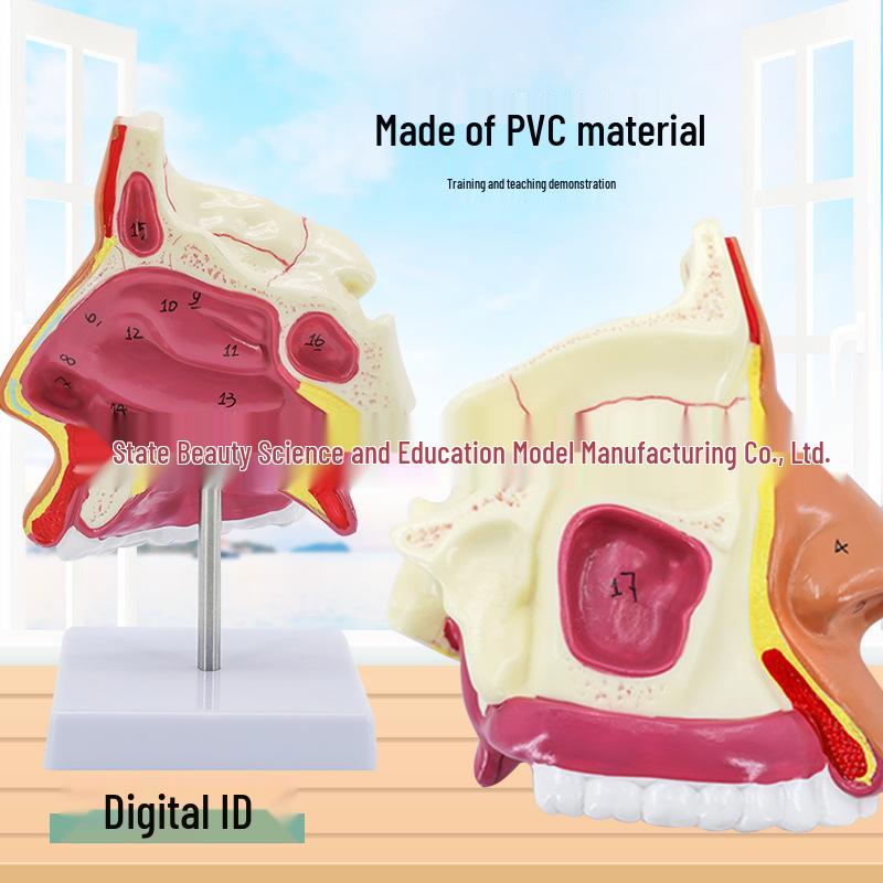 Human Nasal Cavity & Pharynx Anatomical Model - ENT Teaching Tool