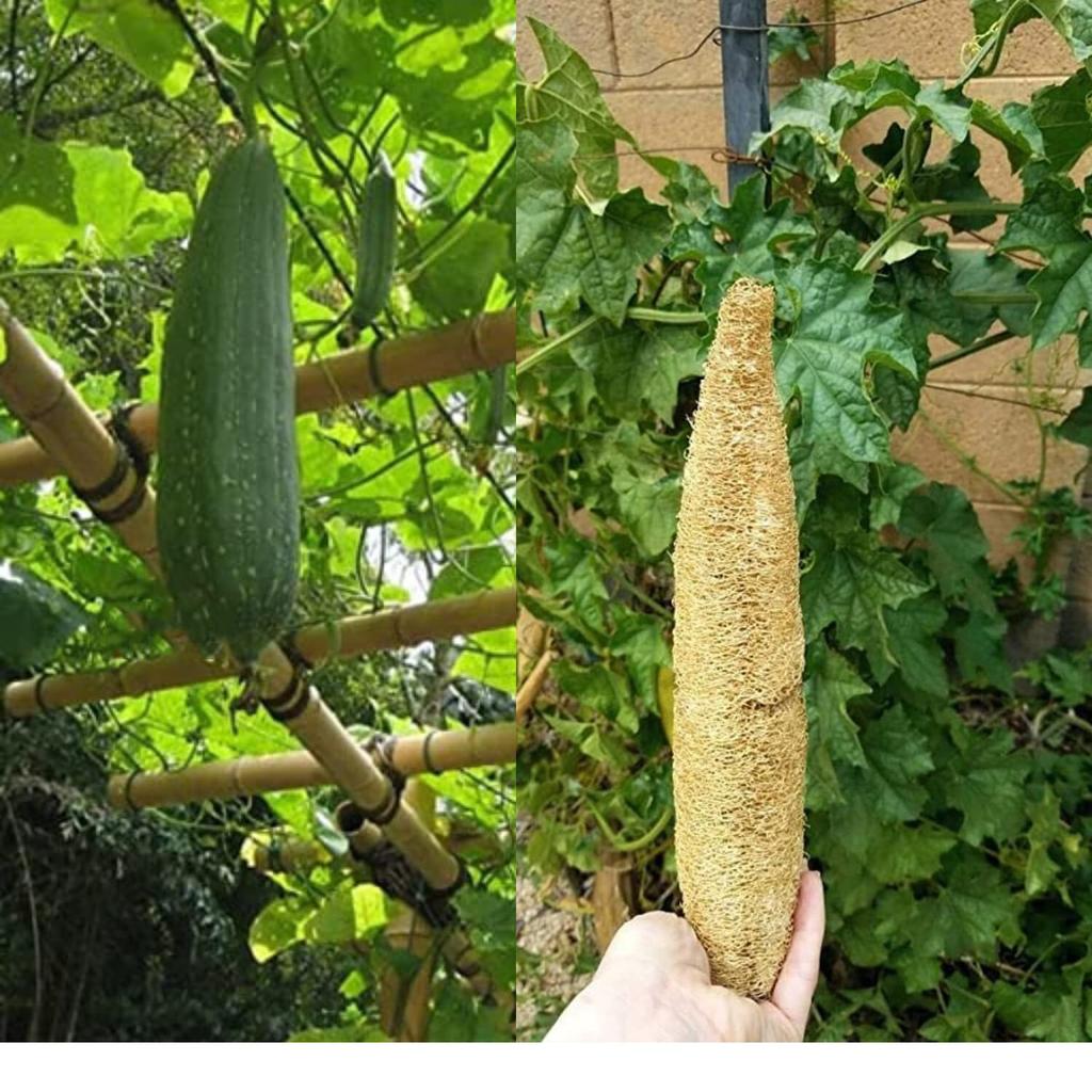 RSINC Loofah/Loufah Body Scrubber | Natural Skin Friendly, Light Weight 150 Gm B0DX24RW81