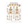 Science Wall Art Muscle System Human Anatomy Diagram Medical Education Supplies HD Oil On Canvas Posters And Prints Home Decor