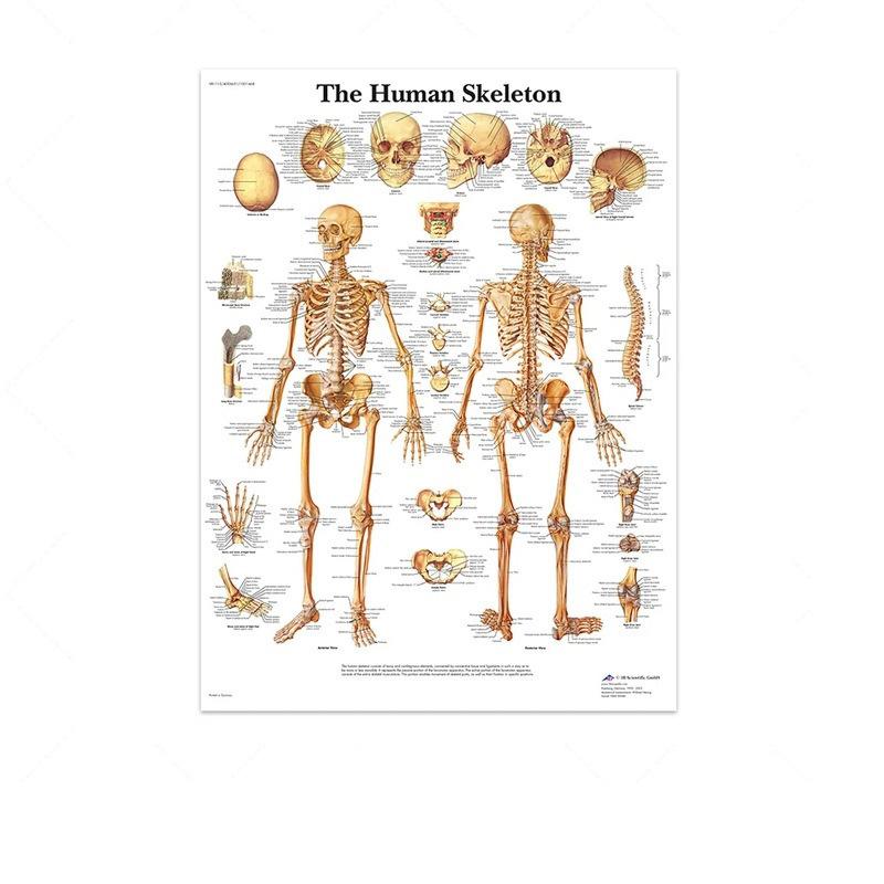 Science Wall Art Muscle System Human Anatomy Diagram Medical Education Supplies HD Oil On Canvas Posters And Prints Home Decor