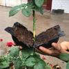 Plant High Pressure Box Propagation Ball Multipurpose Growing Supplies for Home Festival Fruit Tree Plant Growing Supply