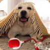 2 pcs 360 Smart Automatic Rolling Pet Ball, Rechargeable Irregular Movement for Cats & Dogs, Red