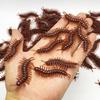 5/50 Pezzi Scarafaggio Artificiale Realistico Insetti Finti Scarafaggio Novità Oggetti di Scherzo Giocattolo per Bambini Scherzi Giocattoli Scherzosi Millepiedi