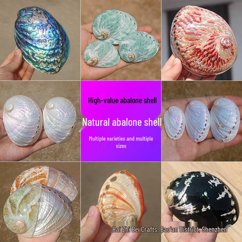 Guscio di Abalone Naturale per Arredamento Casa, Acquari, Paesaggistica e Bruciare Salvia