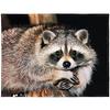 Raccoon Print Flannel Blanket Sofa Bedroom Decorative Blanket Portable Lunch Break Blanket Source