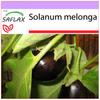 Lilek - 20 semen - Solanum melonga