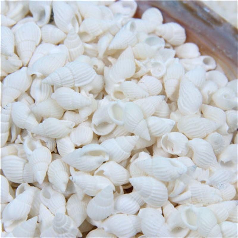 100PCS Natural Conch Shells Aquarium Decoration