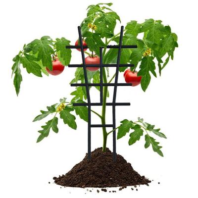Bahçe ve Çevre Düzenlemesi – Bitki desteği