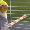 4 Stück Papagei Schleifstab Geschliffener Sitzstab Kralle Nagelschleifer Vogelkäfig Ständer Sitzstange Knabber Kletterzubehör für Schnabel