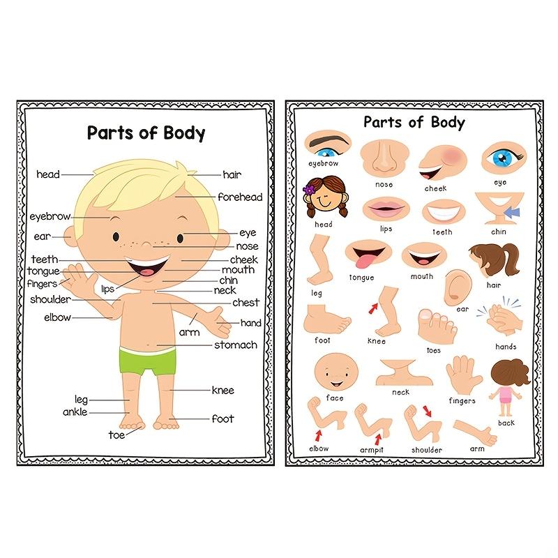 

Educational Human Body Parts Poster for Kids Learning Anatomy Chart Classroom Teaching Resource Laminated Visual Guide for Early Childhood School Home One Size белый