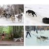 Waterproof Dog Sledding Harness Reflective Pet Sledding Skijoring Harness Big Large Dogs Weight Pulling Vest For Pet Training