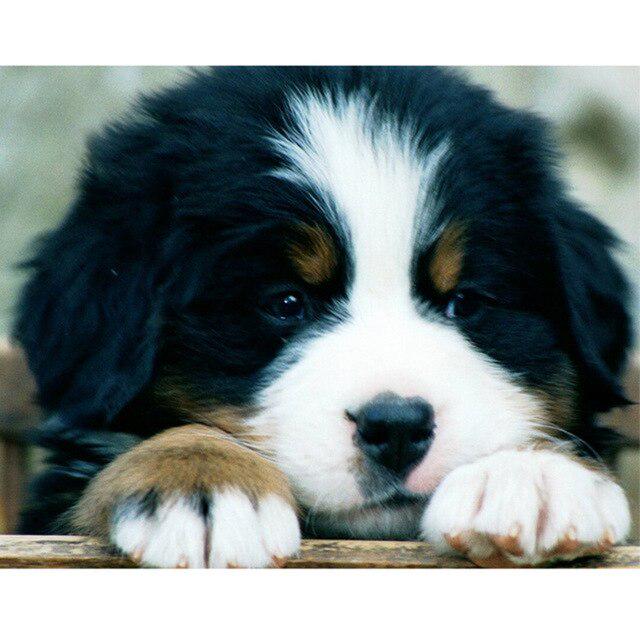 DIY 5D diamantová malba pes Křížkový steh Diamantové vyšívání Prodej Zvířecí mozaika Kamínky Obrázky