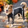 Pet Dog Skeleton Costume for Halloween Party Dress Up