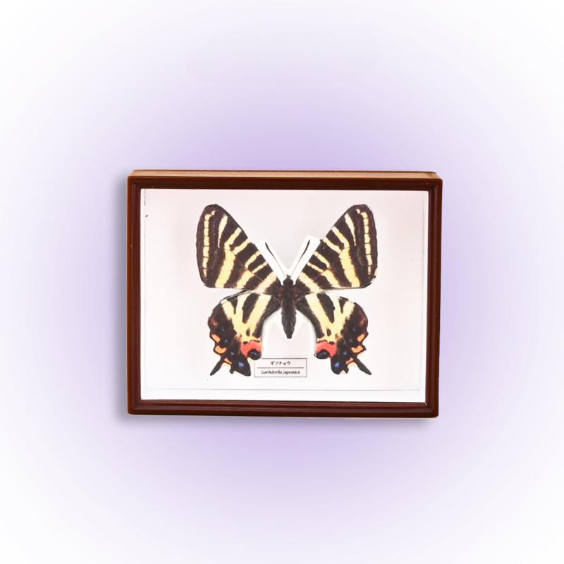 Capsule Gachapon Toy Acrylic Specimen Butterfly Model Ornaments Figure Accessories Gashapon Decoration