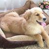 Hot Sale Large Dog House Bed Waterproof Comfortable Pet House Big Dog Beds Kennel Puppy Indoor Pet Products ZL79