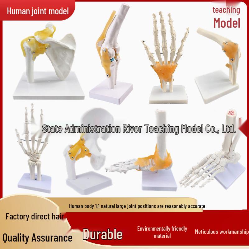 

Natural Human Joint Model: Knee, Shoulder, Elbow, Hand, Foot, Hip
