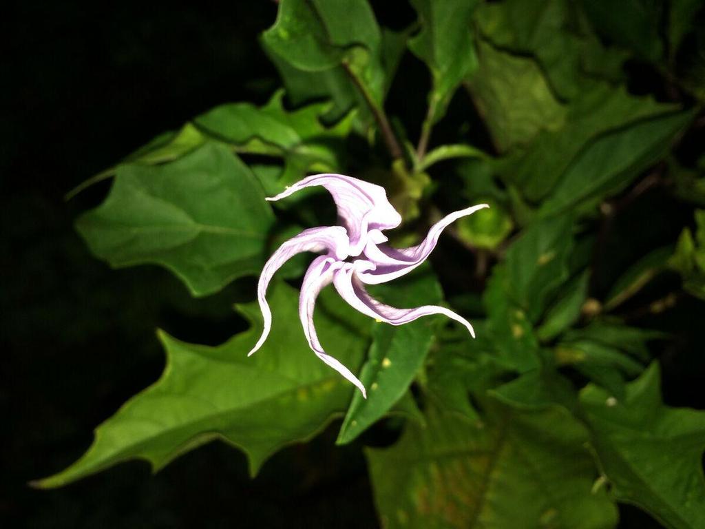 10-Semi-Datura-Stramonium-Lilac -SEMI FRESCHI + SPEDIZIONE GRATUITA