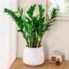 1 Pc Mini Self Watering Flower Pot Fish Tank Transparent Plastic Plant Pots Self Watering Planter Pot Vase For Home Decoration