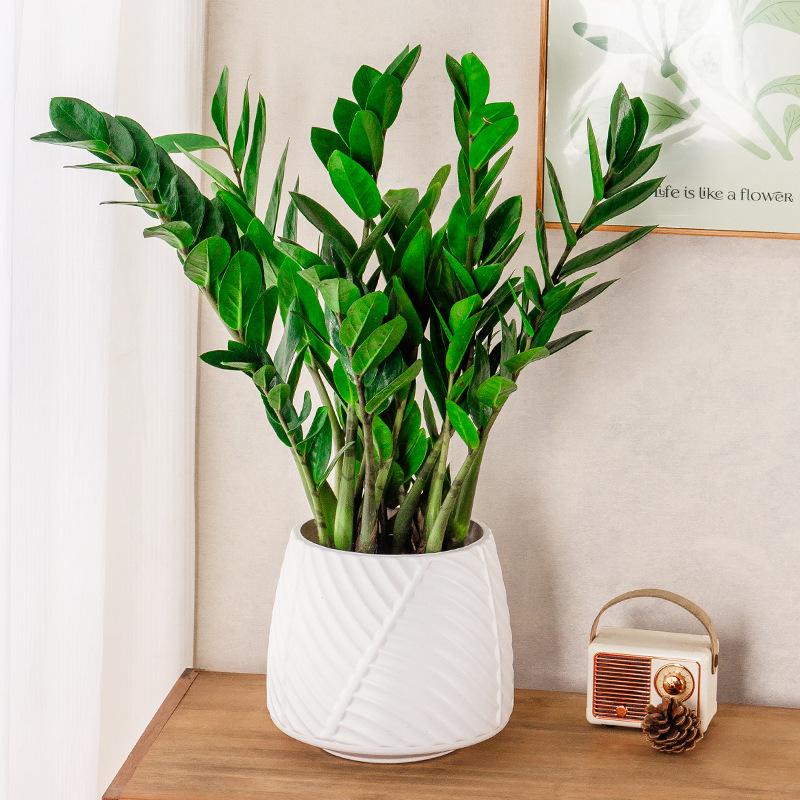 1 Pc Mini Self Watering Flower Pot Fish Tank Transparent Plastic Plant Pots Self Watering Planter Pot Vase For Home Decoration