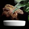 Terrarium Bowls Reptile Food Bowl Ceramics Water Bowl Food Bowl for Lizards