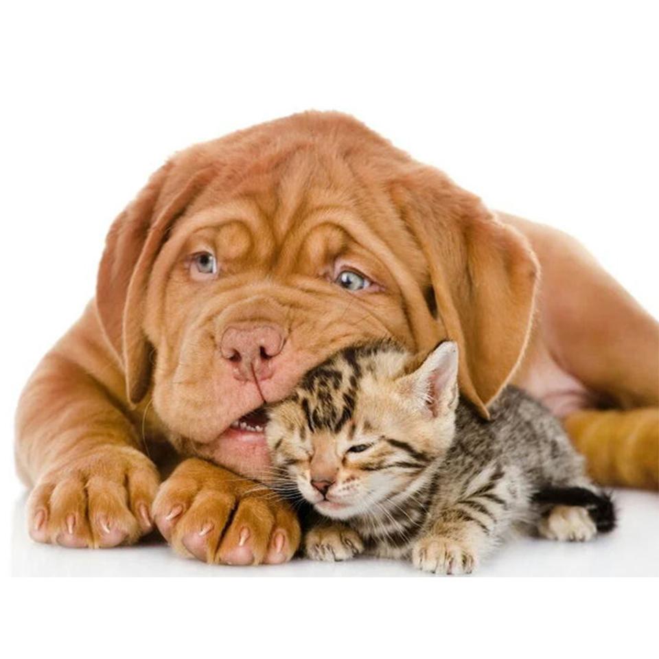 

5D DIY полная круглая алмазная картина ;животное ; Собака кошка Алмазная вышивка мозаика набор для вышивки крестом горный хрусталь украшение дома Full Round 20x30CM