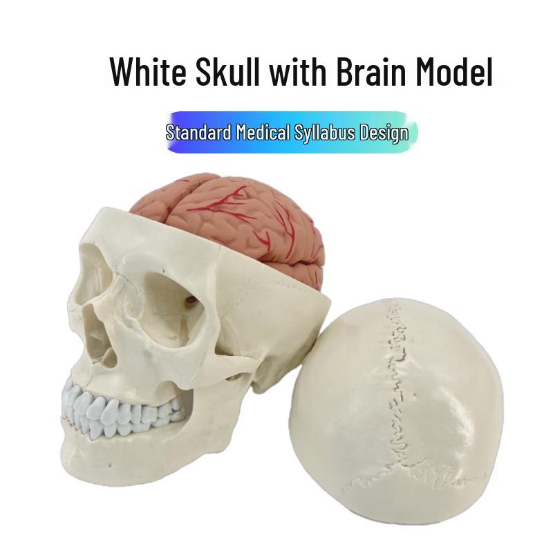 Color-Coded Human Skull Brain Model - Neurology and Cranial Anatomy
