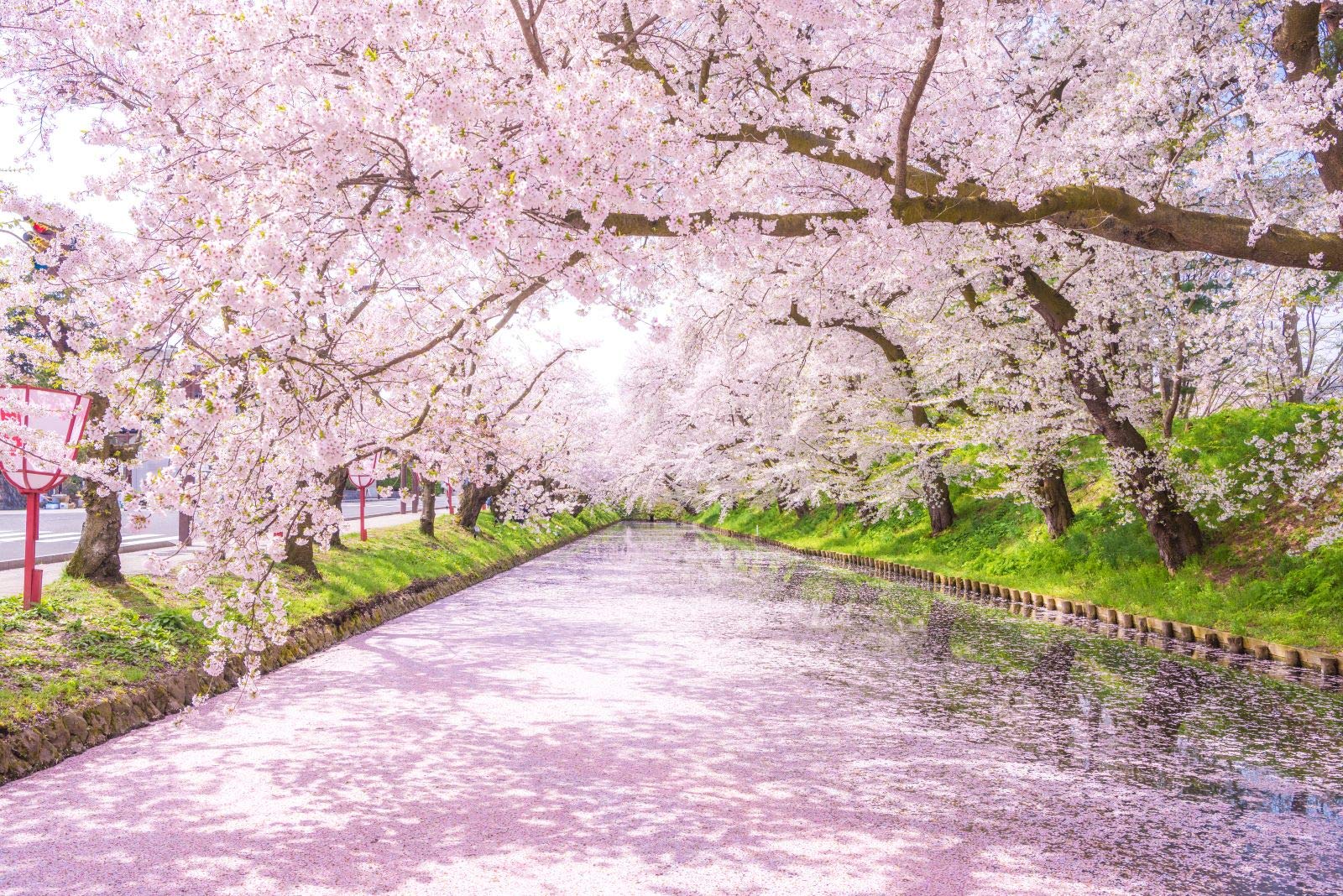ND Cherry Row of Cherry Interior Spectacular Room Online Drinking Cherry Blossom Peach Blossom Full Miscellaneous Goods Tapestry, Blossoms, Trees,