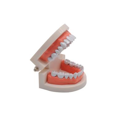 28 Teeth Dental Model With Soft Gums Adult Standard Denture Teaching Tool For Dentist Patient Education