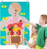 Pièces Montessori Ensemble Corps Tableau Feutre Histoires Livre d'Enseignement Pour Tout-Petits Jouet Sensoriel Enseignement Préscolaire Histoire Tableau de Voyage