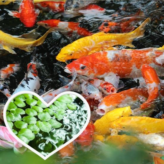 5Pcs Fish Feeding Rings Heart Shape Floating Plant Fence Aquarium Duckweed Protector Fish Tank Feeder Ring Betta Accessories
