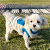 Pet Autumn And Winter Teddy Fleece Kitten Cat Bichon Frize Small Puppy Schnauzer Dog Clothes