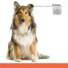 Cães – Produtos para cuidar do pelo de cães