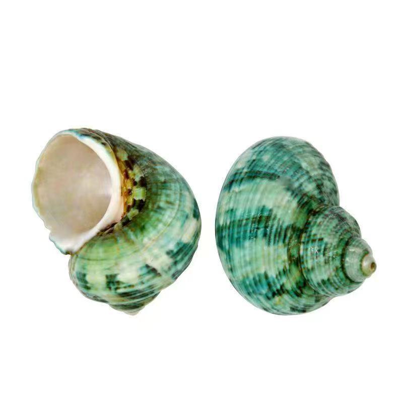 Eremitkräfta Ersättning & Snäcka Naturliga Snäckskal för Akvariumdekor
