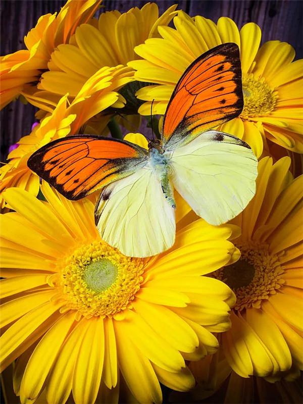 5D Diamond Painting Butterfly Cross Stitch Kit Full Drill Diamond Embroidery Flower Mosaic Daisy Rhinestone Handmade Gift