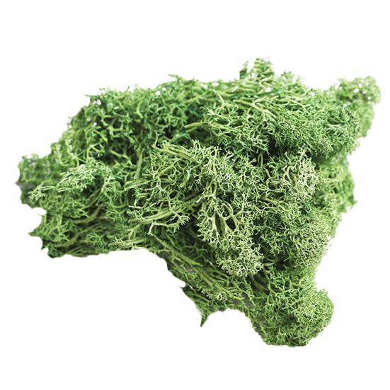 Kunstig plante Preservert blomst Reinsmose DIY Håndverk Hage Hjemmedekor