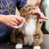 Cute Cloud Pet Grooming Comb - Gentle Deshedding Brush For Cats & Dogs, Effective For Long & Short Hair