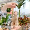 Cute 18Cm Alpaca Stuffed Toys Plush Easter Llama Goat Pendant Mini Sheep Doll Animals Plush Keyring Festival Anniversary Gift